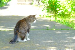 散歩の途中で。（８）