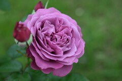 薔薇-3