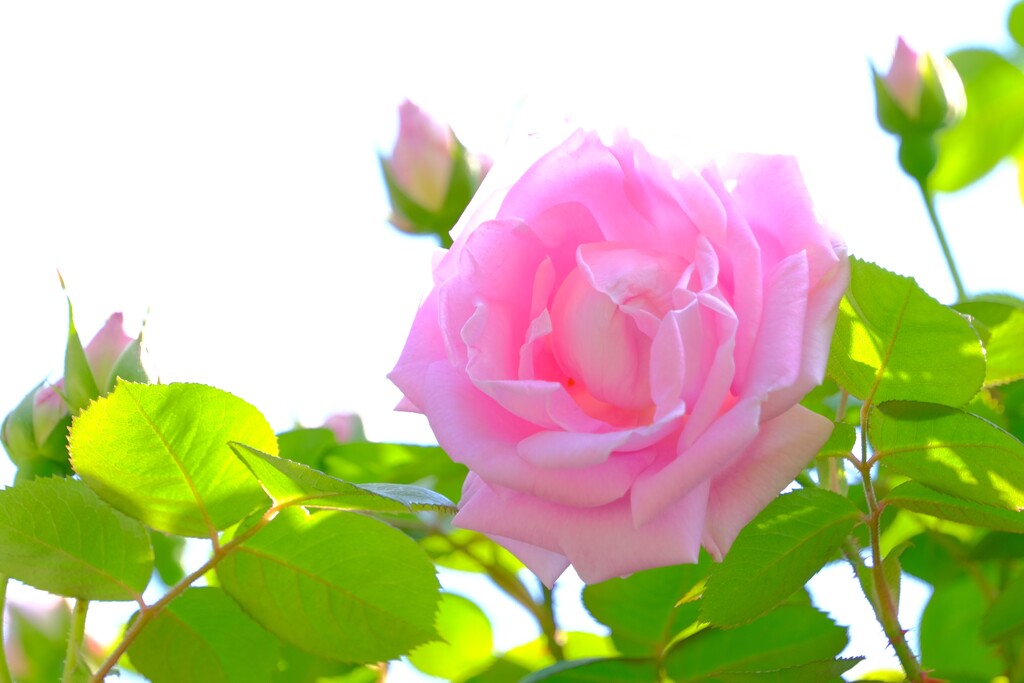 散歩の途中で。Ⅴ