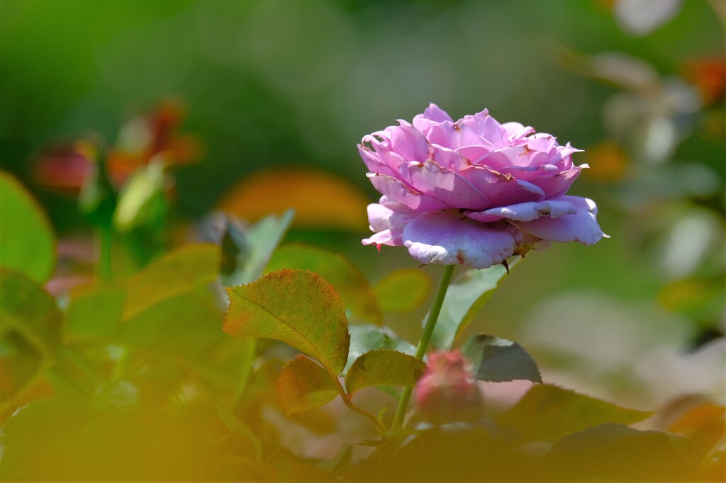 散歩の途中で。Ⅶ