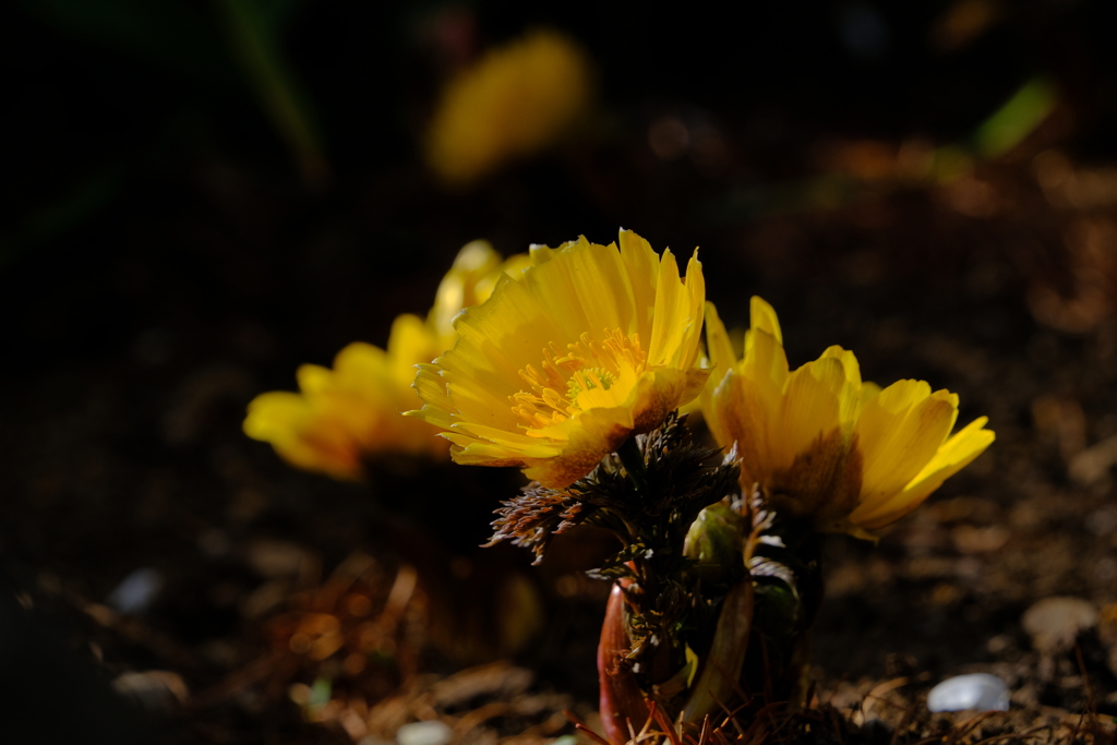 散歩の途中で。２