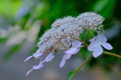 散歩の途中で。Ⅱ