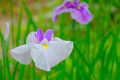 散歩の途中で。