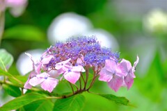 散歩の途中で。６