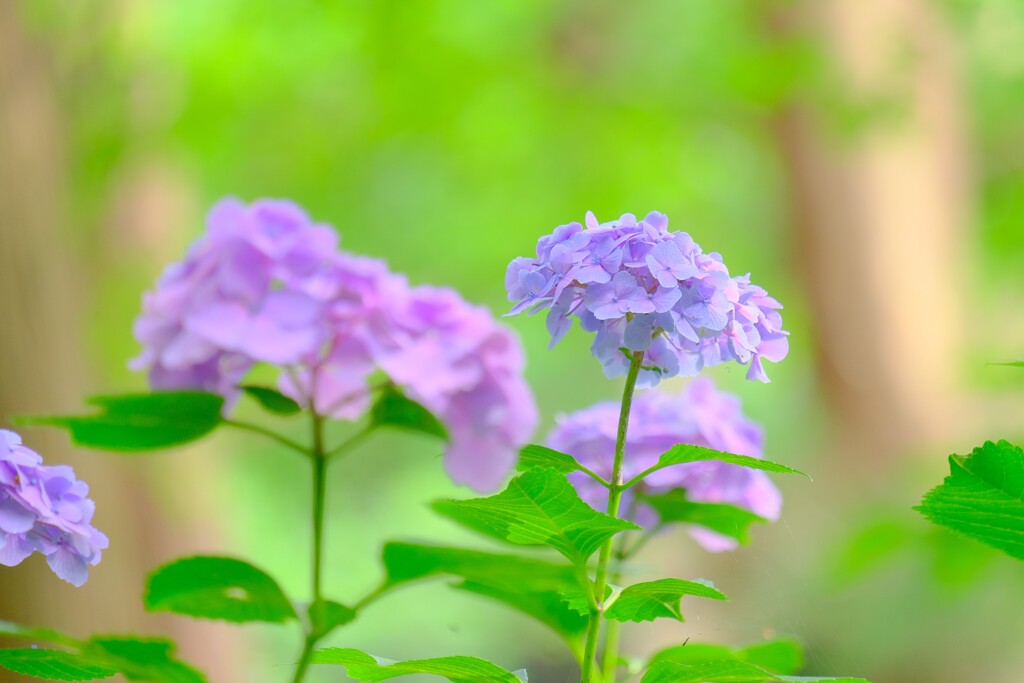 散歩の途中で。