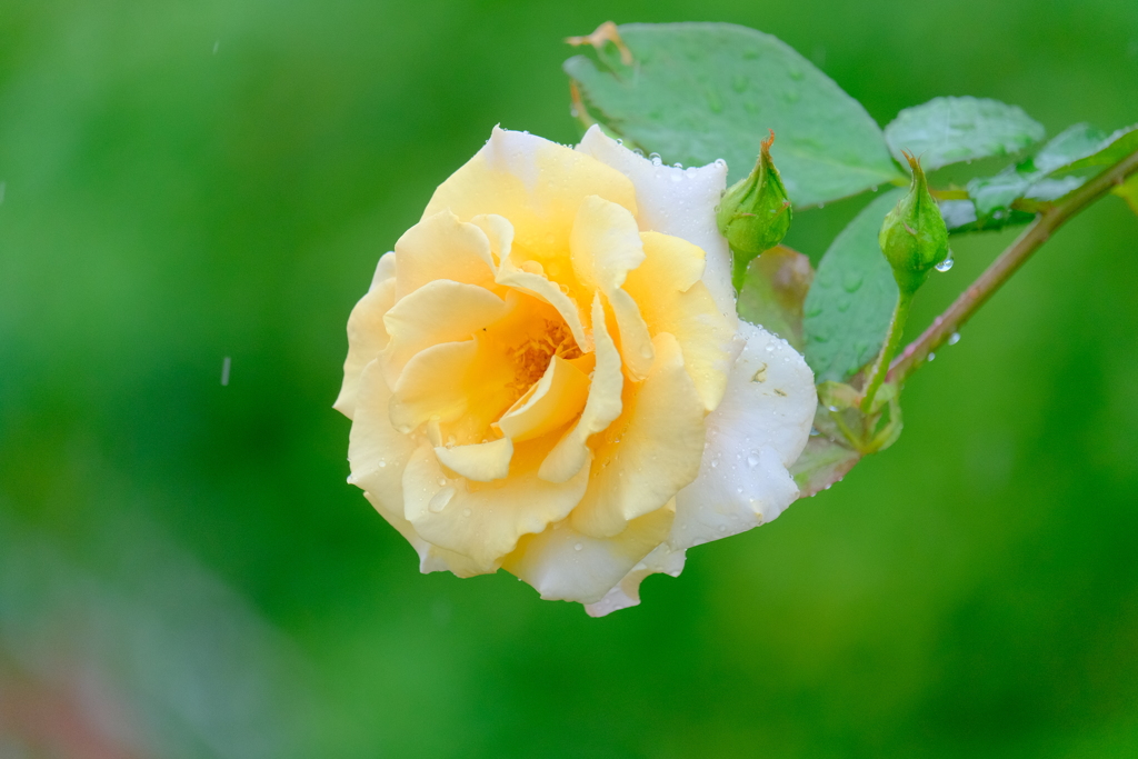 散歩の途中で。