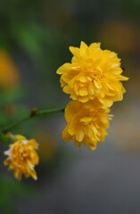 山吹