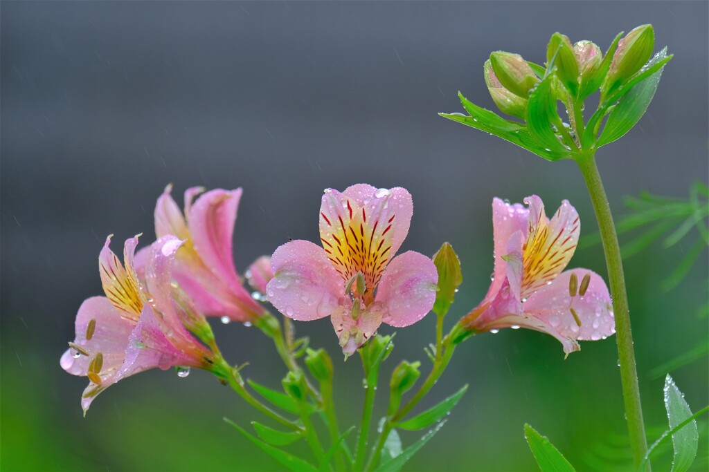 散歩の途中で。Ⅰ