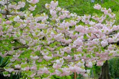 散歩の途中で。Ⅷ