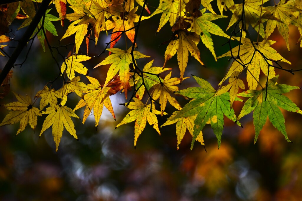 紅葉-10