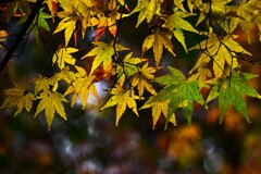 紅葉-10
