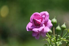 散歩の途中で。