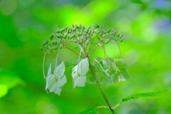 散歩の途中で。