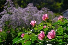 散歩の途中で。２