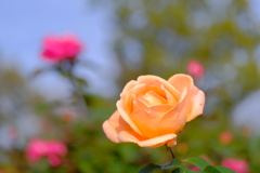 散歩の途中で、１