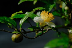 散歩の途中で。6