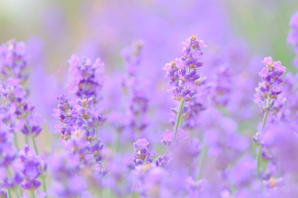 (10)散歩の途中で。5