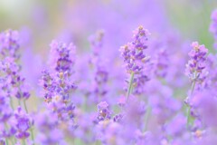 (10)散歩の途中で。5