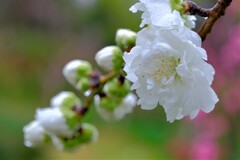 散歩の途中で。5