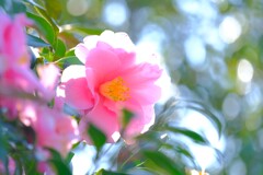 散歩の途中で④。