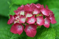 紫陽花-2