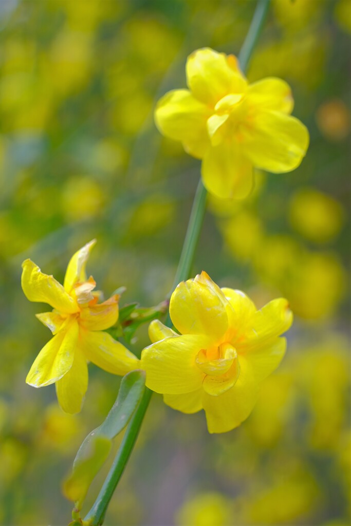 散歩の途中で。Ⅷ