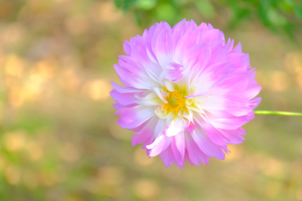 散歩の途中で。①