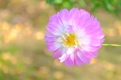 散歩の途中で。①