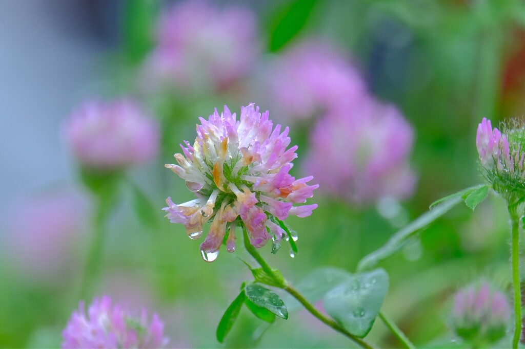 散歩の途中で。Ⅳ