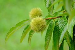 栗