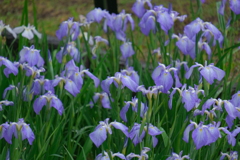 散歩の途中で。