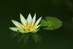 睡蓮