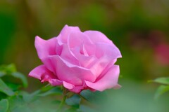 散歩の途中で、2