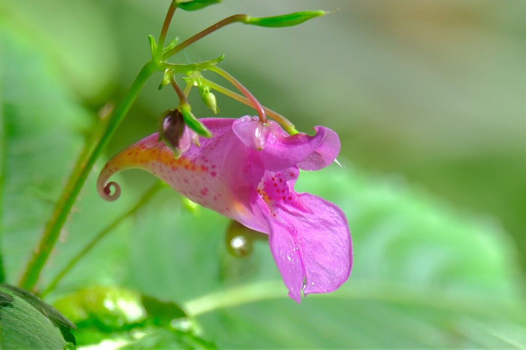 散歩の途中で。②