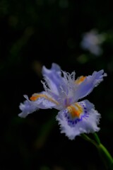 散歩の途中で。⑨