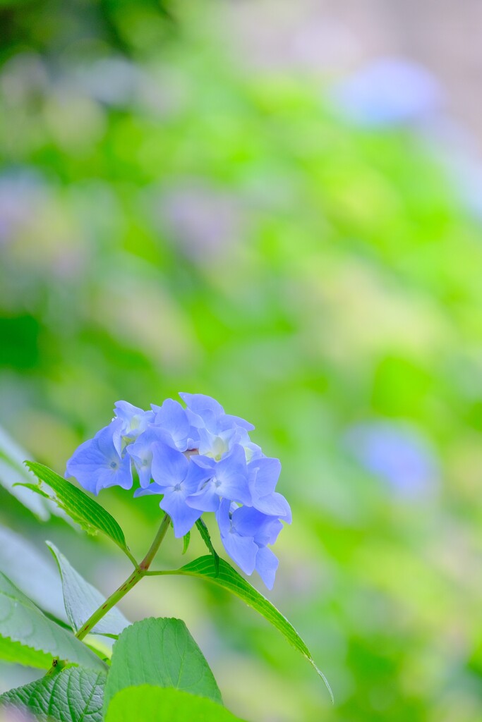 (10)散歩の途中で。9