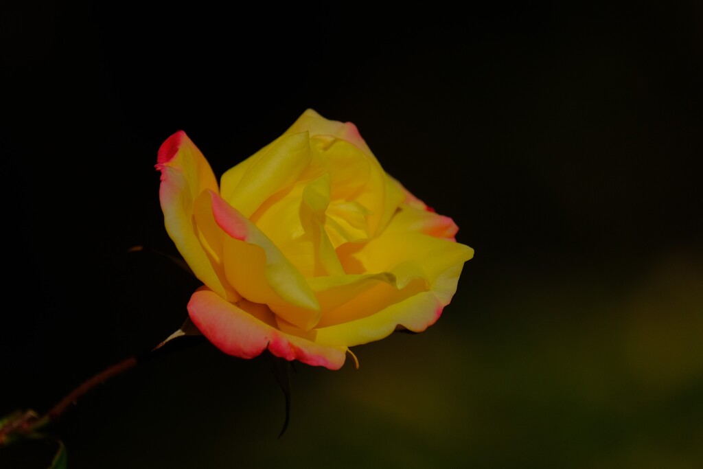 散歩の途中で。③