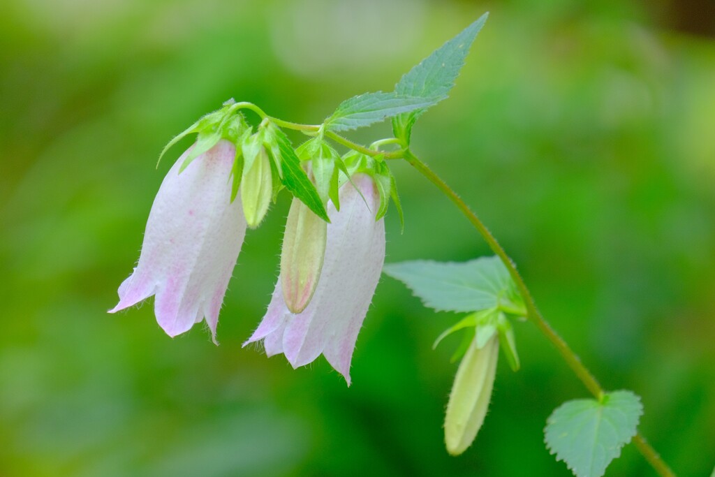 散歩の途中で。