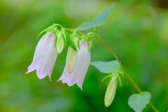 散歩の途中で。