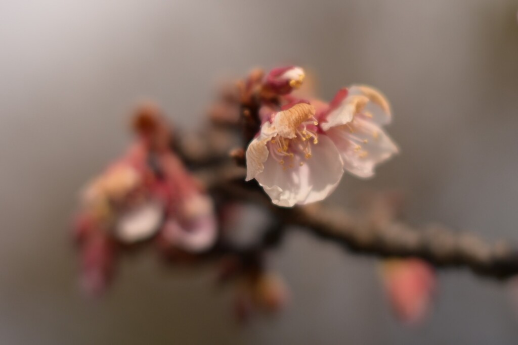 寒桜