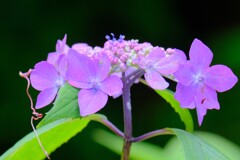 散歩の途中で。