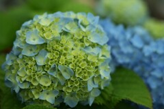 紫陽花-４
