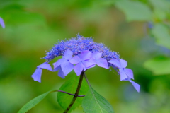 散歩の途中で。