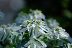 DSCF8252