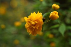 山吹