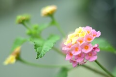 ランタナ