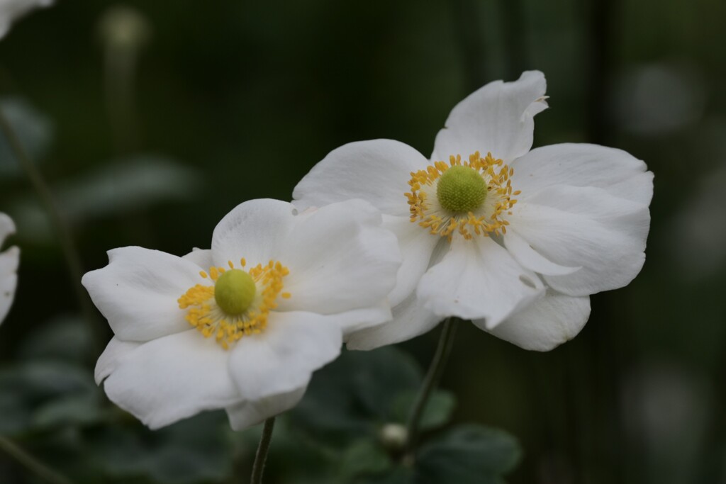 シュウメイギク