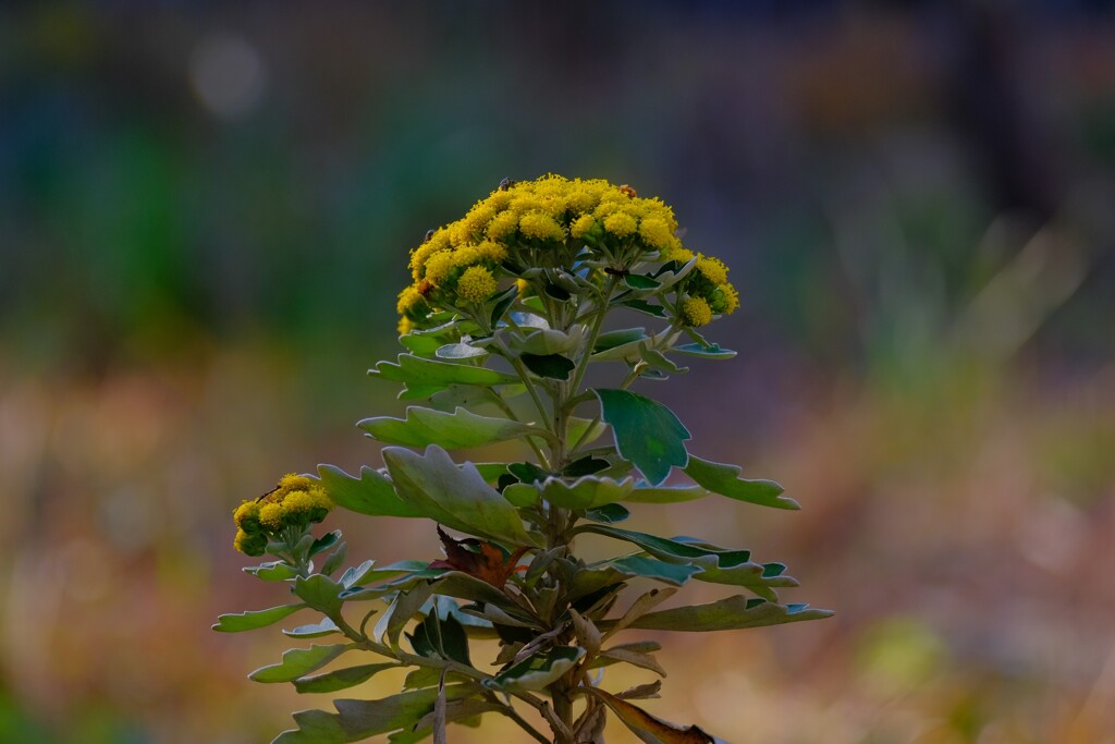散歩の途中で。⑨