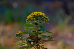 散歩の途中で。⑨