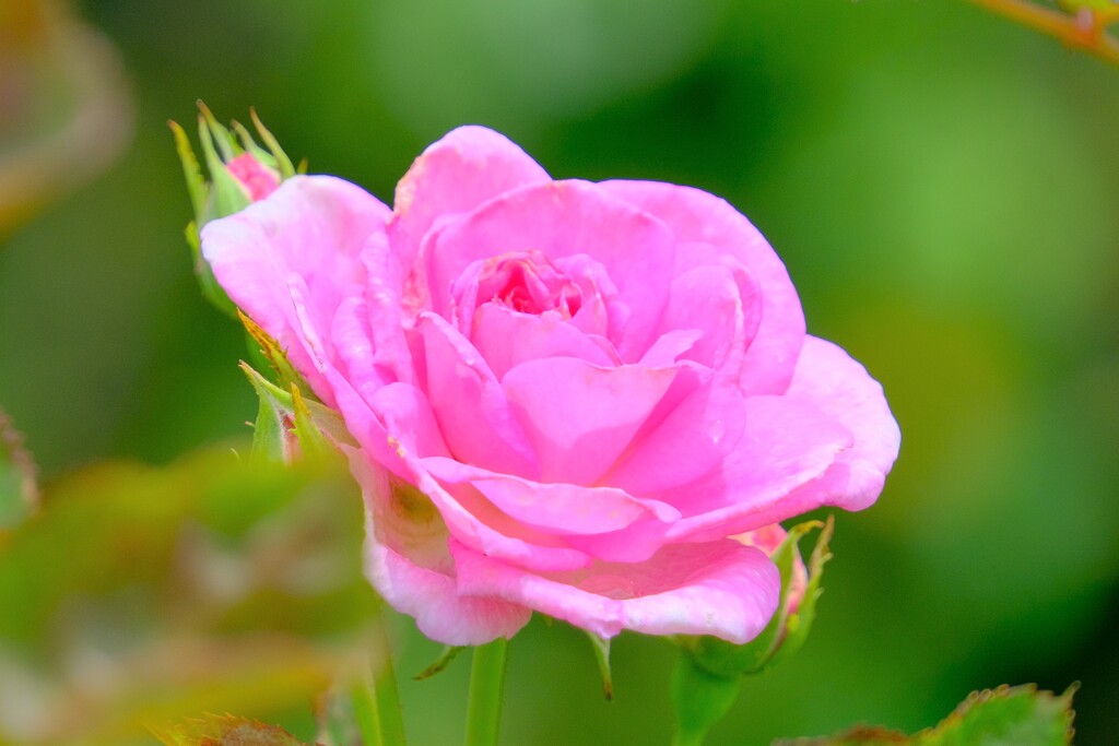 散歩の途中で。4